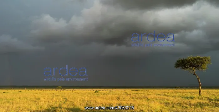  : Storm over the Maasai Mara with herd of