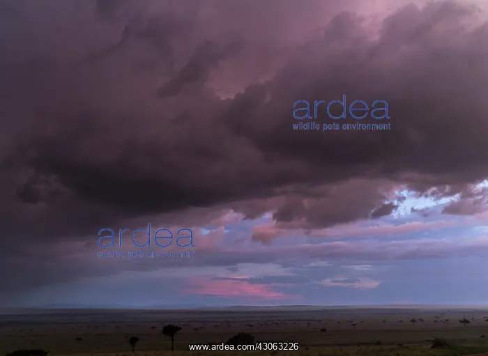 : Storm over the Maasai Mara, Kenya, Africa : Storm over the Maasai Mara, Kenya, Africa