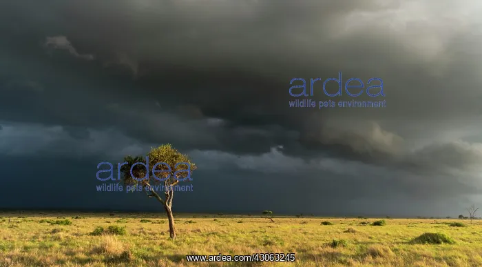: Storm over the Maasai Mara, Kenya, Africa : Storm over the Maasai Mara, Kenya, Africa