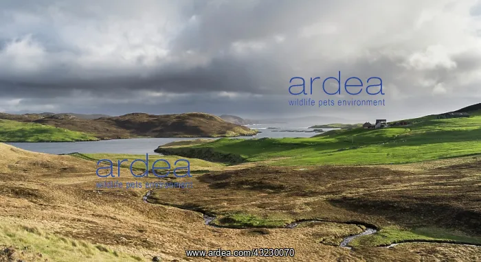 : Storm over Northmavine, Shetland islands : Storm over Northmavine, Shetland islands