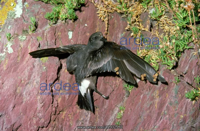  : STORM PETREL