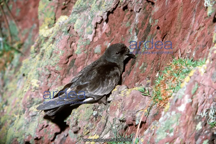 : STORM PETREL : STORM PETREL