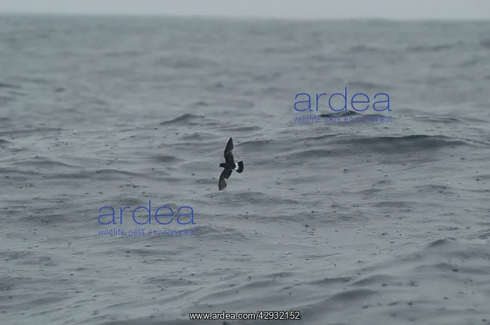 : Storm Petrel - in flight over waves in rain : Storm Petrel - in flight over waves in rain