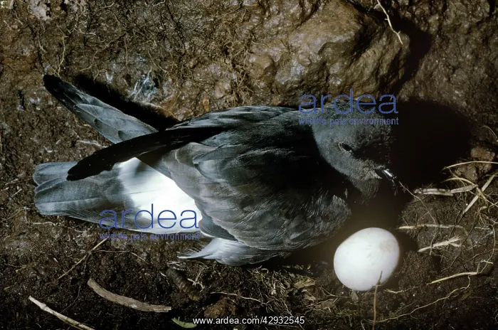 : Storm Petrel - at nest incubating eggs : Storm Petrel - at nest incubating eggs