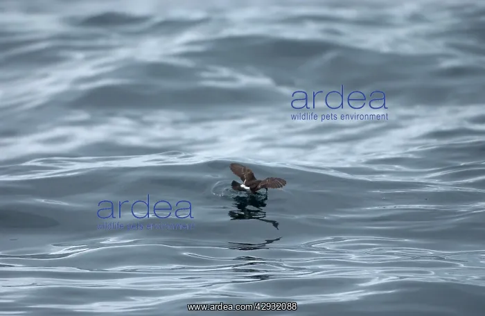 : Storm Petrel over waves : Storm Petrel over waves