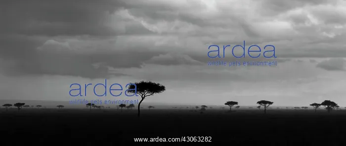 : Storm with rain over the Maasai Mara, Kenya : Storm with rain over the Maasai Mara, Kenya