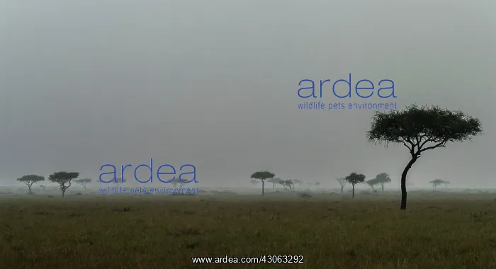 : Storm with rain over the Maasai Mara, Kenya : Storm with rain over the Maasai Mara, Kenya