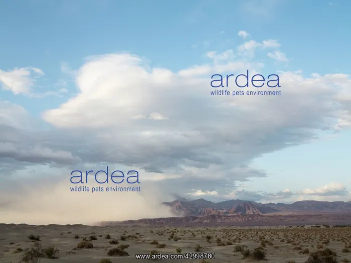 : Storm - raises lots of sand in the late evening : Storm - raises lots of sand in the late evening