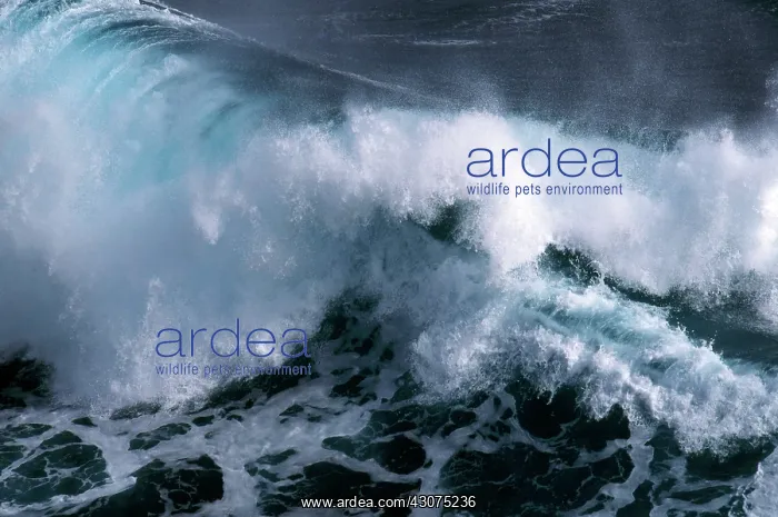 : Storm Wave, Hawaii : Storm Wave, Hawaii