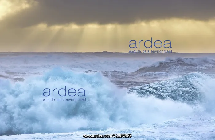 : Storm waves at Reynisfjara Black Sand Beach, Vik : Storm waves at Reynisfjara Black Sand Beach, Vik