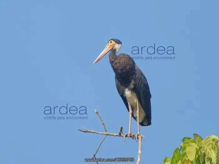  : Storm's Stork Ciconia stormi Sabah, Malaysia, Bo