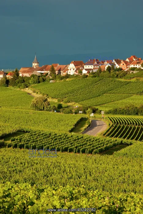 : Stormy clouds over Vineyards of the Grand : Stormy clouds over Vineyards of the Grand