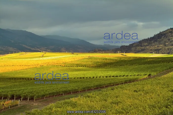 : Stormy sky over the fall-colored vineyards : Stormy sky over the fall-colored vineyards