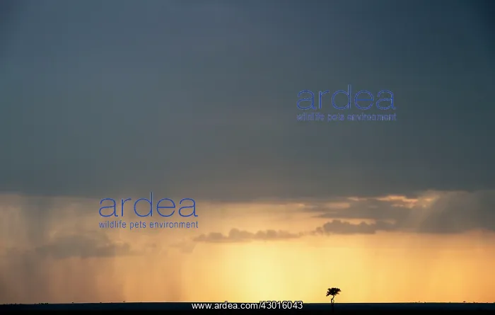  : Stormy Sky and Tree
