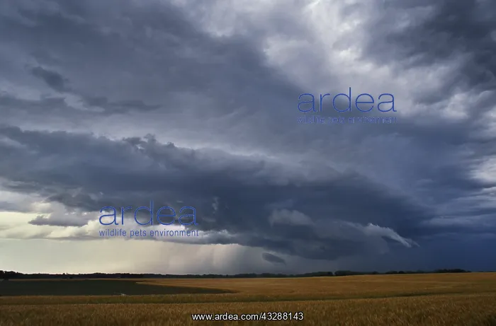 : Stormy sky over wheat field in Kansas. USA : Stormy sky over wheat field in Kansas. USA