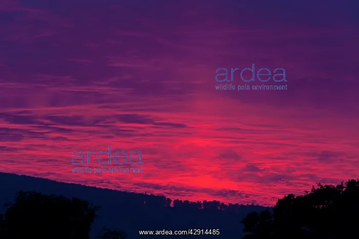 : Stormy Sunset - in summer over the river Weser : Stormy Sunset - in summer over the river Weser