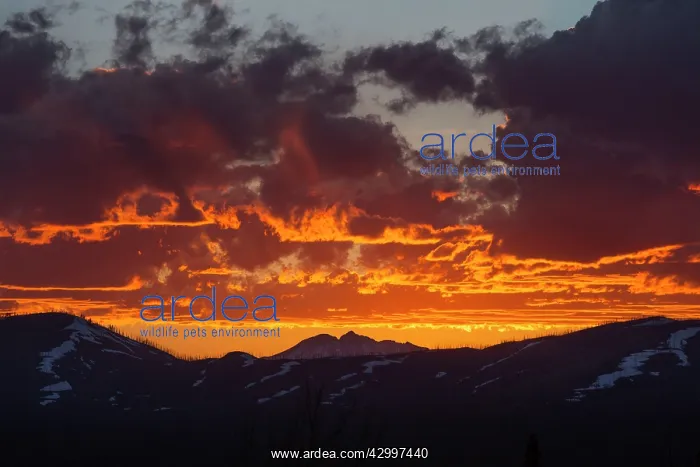 : Stormy Sunset - taken from Dunraven Pass looking : Stormy Sunset - taken from Dunraven Pass looking