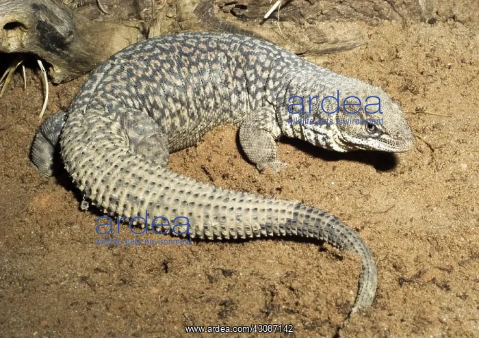 : Storr's Monitor : Storr's Monitor