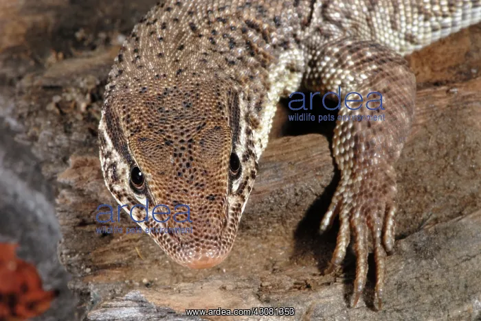 : Storr's Pygmy Monitor Lizard : Storr's Pygmy Monitor Lizard