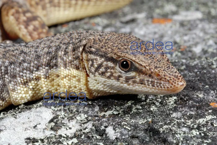 : Storr's Pygmy Monitor Lizard : Storr's Pygmy Monitor Lizard
