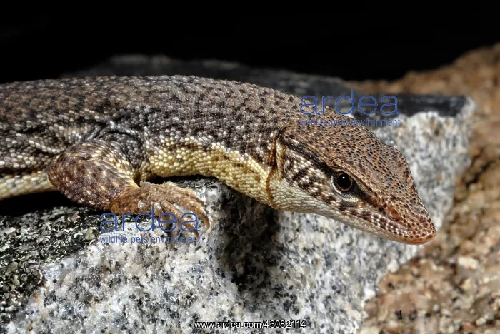 : Storr's Pygmy Monitor Lizard : Storr's Pygmy Monitor Lizard