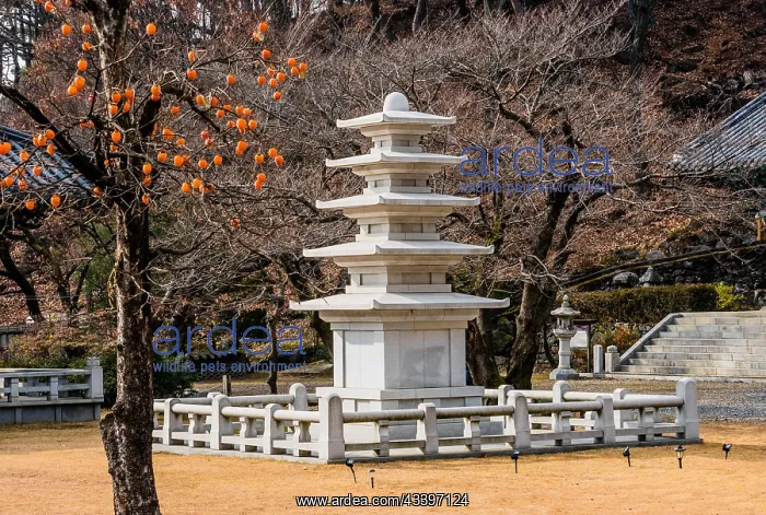 : Five story pagoda in concrete enclosure in front : Five story pagoda in concrete enclosure in front