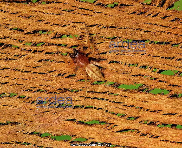  : Stout Sac Spider - Under bark of eucalypt