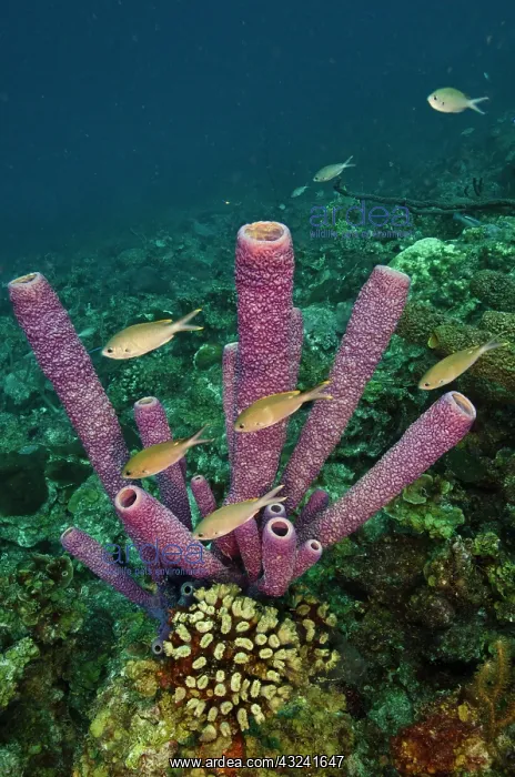 : Stove-pipe Sponge (Aplysina archeri), Bonaire : Stove-pipe Sponge (Aplysina archeri), Bonaire