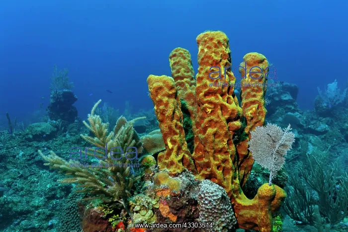 : Stove Pipe Sponge (Aplysina sp.) growing amongst : Stove Pipe Sponge (Aplysina sp.) growing amongst