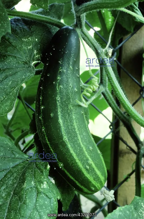 : Straight Eight Cucumber : Straight Eight Cucumber