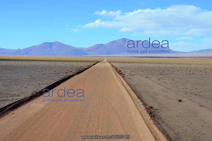 : Straight gravel road to Desierto del Diablo, desert : Straight gravel road to Desierto del Diablo, desert