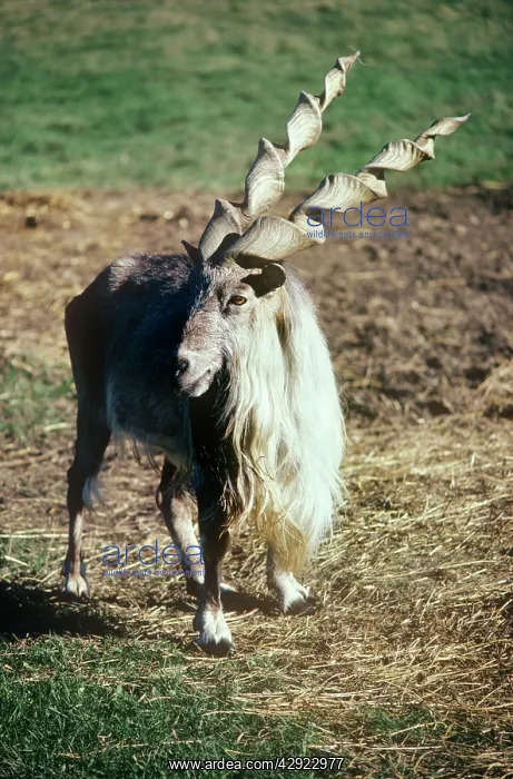 : Straight-horned Markhor - male : Straight-horned Markhor - male