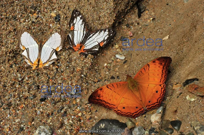 : Straight Line Mapwing + Little Mapwing (Cyrestis : Straight Line Mapwing + Little Mapwing (Cyrestis