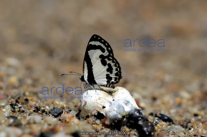  : Straight Pierrot Vutterfly