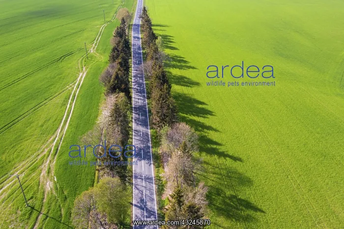 : Straight road : Straight road