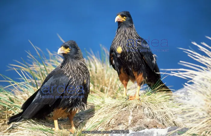 : STRAITED CARACARA - FALKLANDS : STRAITED CARACARA - FALKLANDS