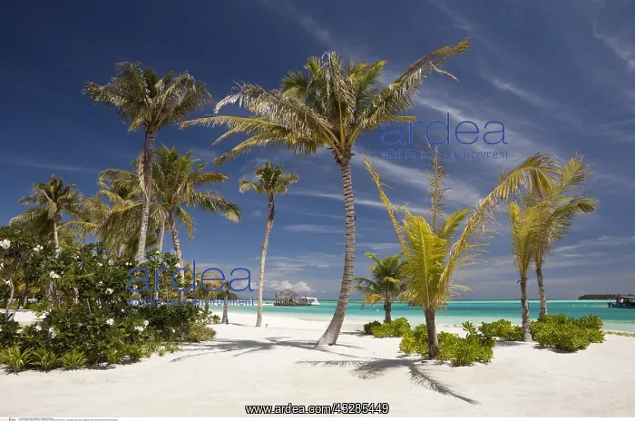 : Strand der Malediveninsel Kandooma, Sued Male Atoll : Strand der Malediveninsel Kandooma, Sued Male Atoll