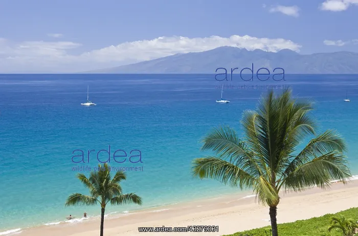 : Strand von Kaanapali, Maui, Hawaii, USA | Kaanapali : Strand von Kaanapali, Maui, Hawaii, USA | Kaanapali