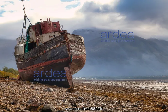 : Stranded fishing boat and Ben Nevis from the shore : Stranded fishing boat and Ben Nevis from the shore