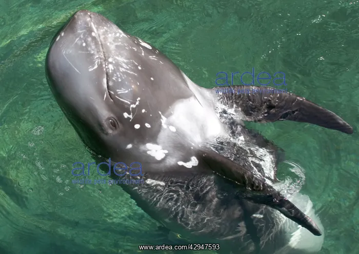 : Stranded Risso's dolphin - Head standing, ' playing : Stranded Risso's dolphin - Head standing, ' playing
