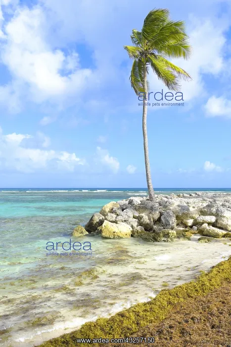 : Stranding of Sargasses (Sargassum fluitans) and : Stranding of Sargasses (Sargassum fluitans) and