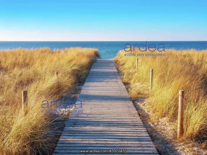 : Strandzugang an der Ostsee im Abendlicht, Bohlenweg : Strandzugang an der Ostsee im Abendlicht, Bohlenweg
