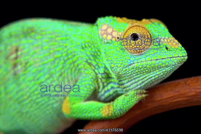 : Strange-nosed chameleon (Kinyongia xenorhina) female : Strange-nosed chameleon (Kinyongia xenorhina) female