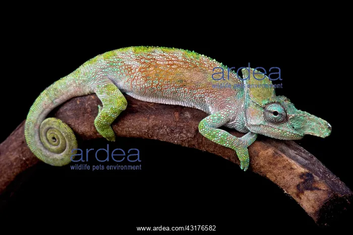 : Strange-nosed chameleon (Kinyongia xenorhina) male : Strange-nosed chameleon (Kinyongia xenorhina) male