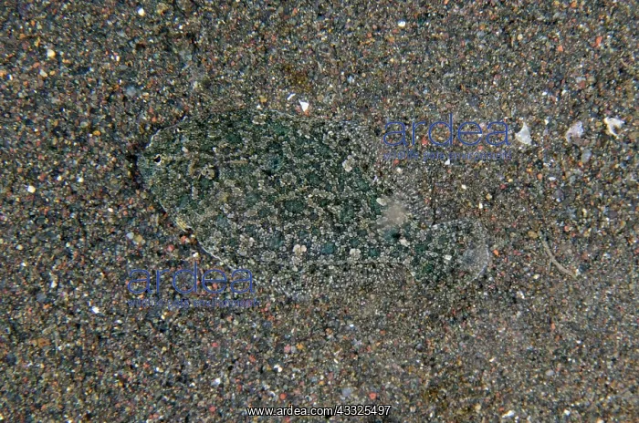 : Strange Sole - Amed Beach dive site, Amed, Bali : Strange Sole - Amed Beach dive site, Amed, Bali