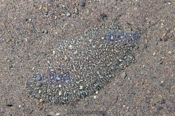: Strange Sole - camouflaged on sand, Night dive - : Strange Sole - camouflaged on sand, Night dive -