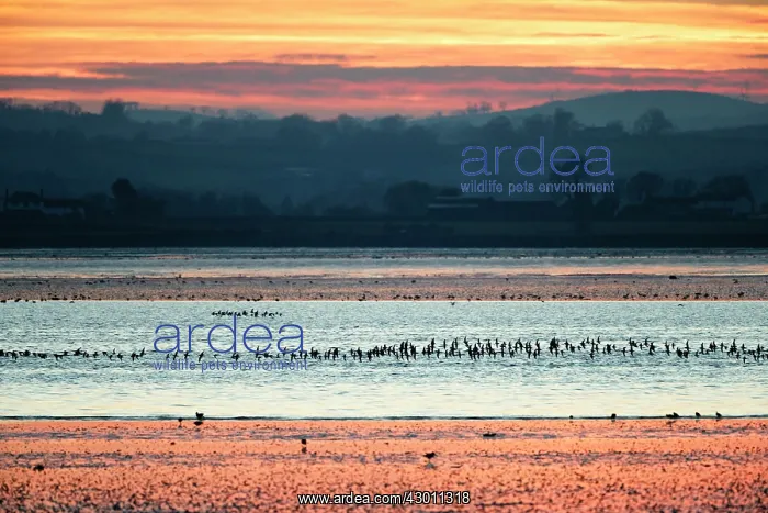 : Strangford Lough and waders flying : Strangford Lough and waders flying