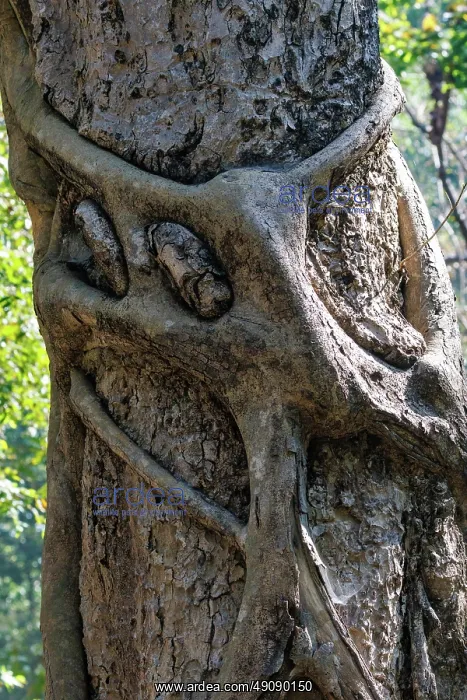: Strangler fig : Strangler fig