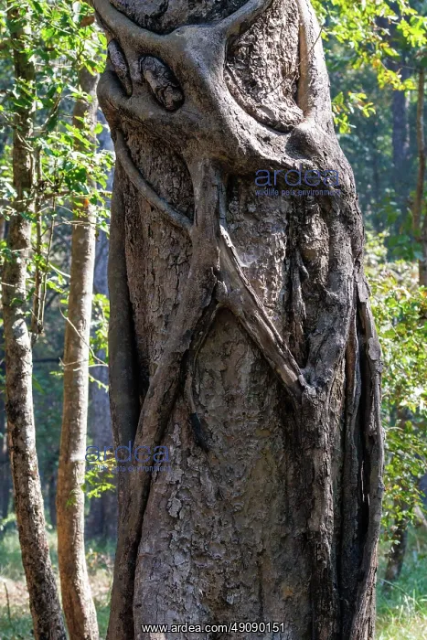 : Strangler fig : Strangler fig