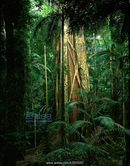 : Strangler fig (Ficus watkinsiana) on Brush box : Strangler fig (Ficus watkinsiana) on Brush box